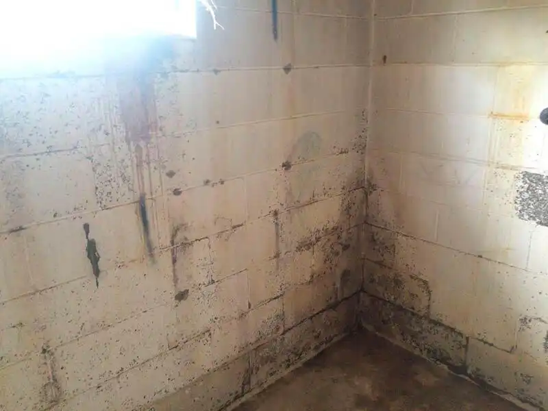 Before Mold Remediation | Wet Basement Block Wall | Jasper Alabama