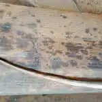 Basement joists showing signs of mold