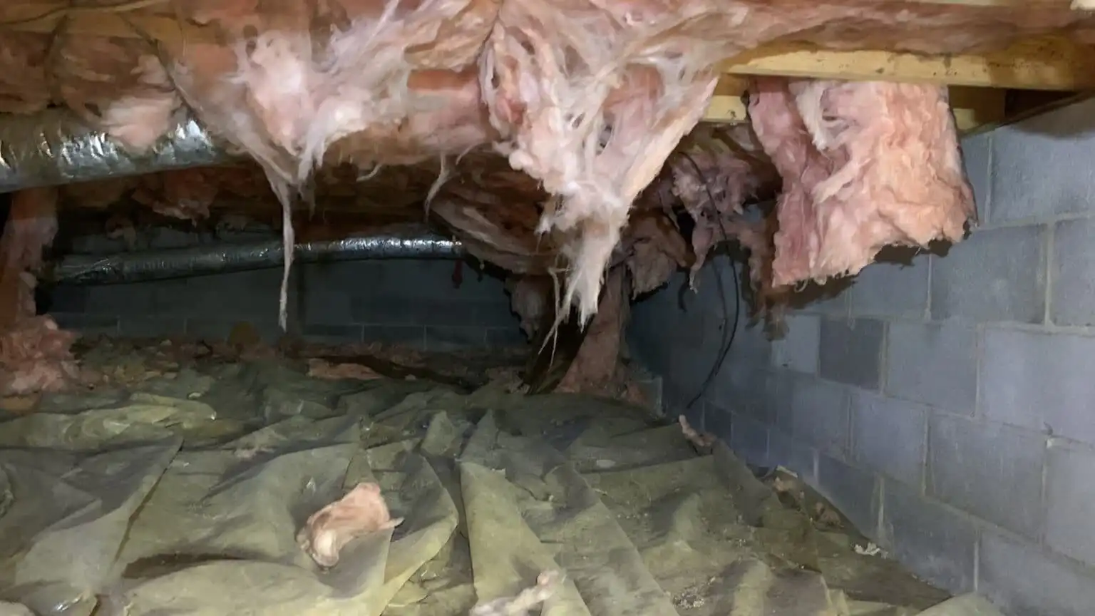Insulation falling from a crawl space due to moisture