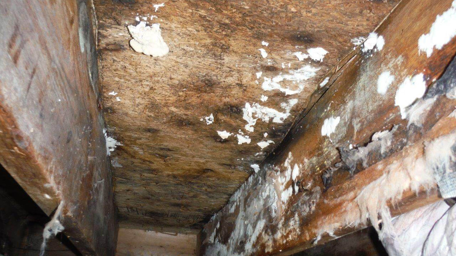 Mold growth on crawl space joists and underfloor