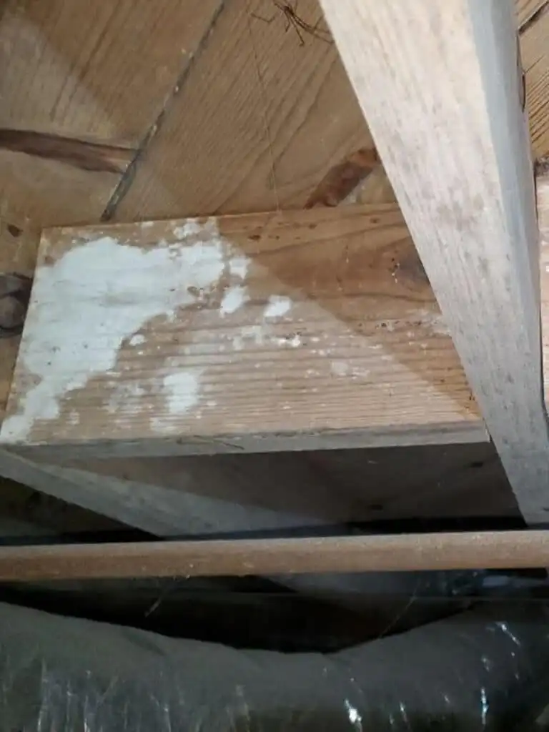 Mold growing on a subfloor in a crawl space