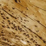 Signs of termite damage on a piece of wood