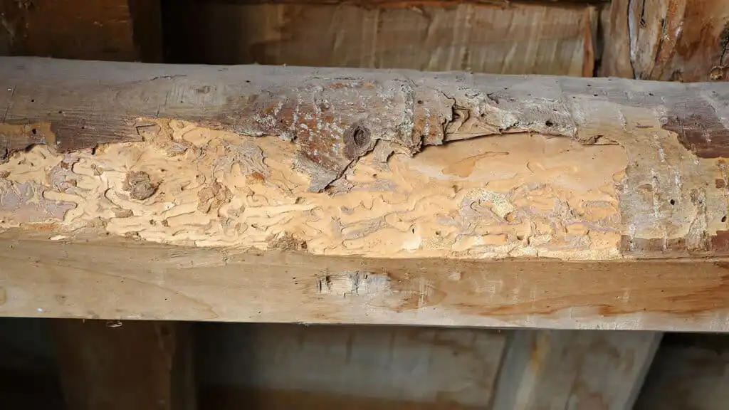 Damage from termites, rodents and other pests