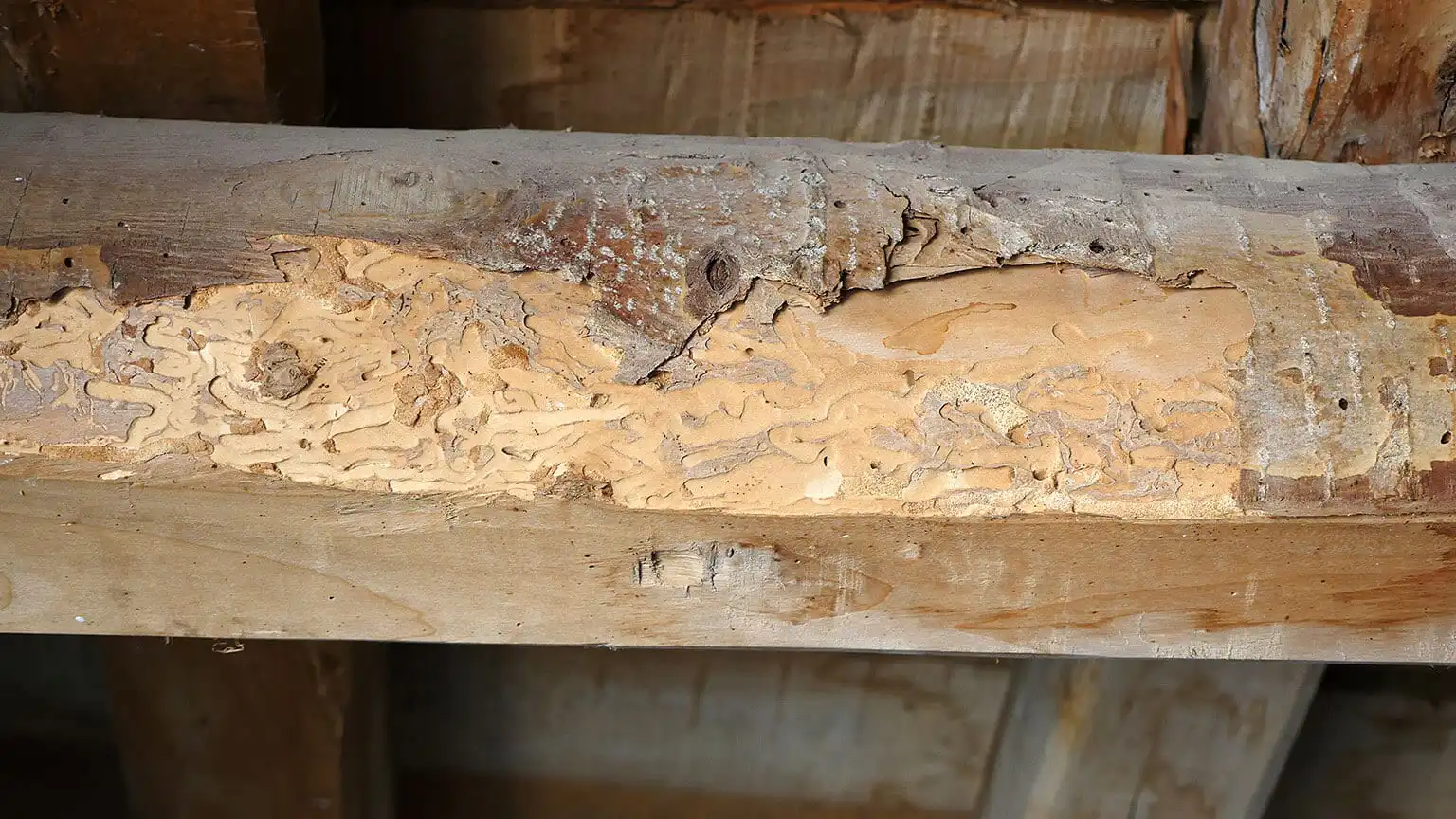 Damage from termites, rodents and other pests