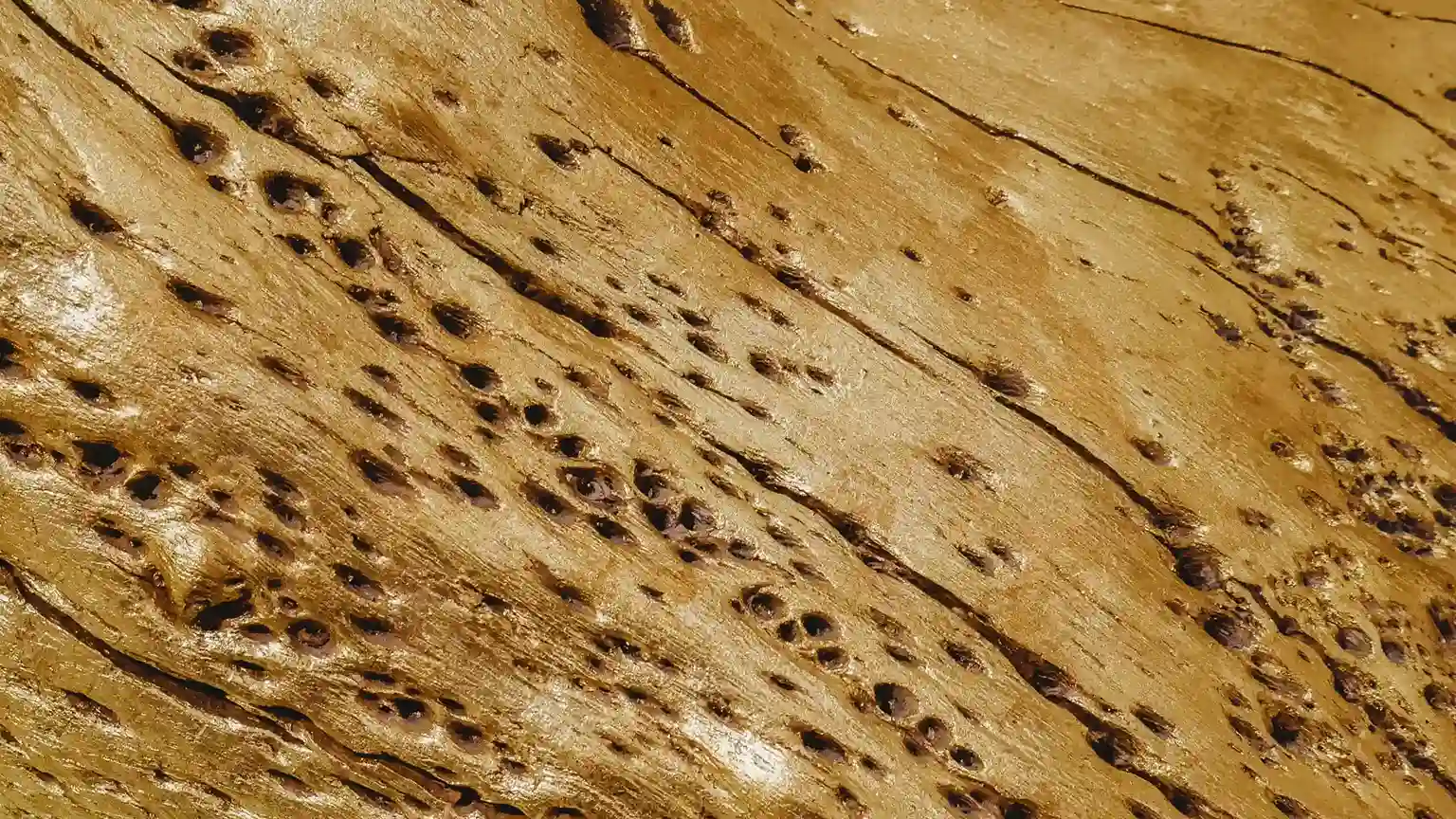 termite damaged wood